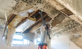 Why You Should Choose Our Mold Remediation Services in Willow, AK